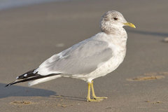 Mew Gull